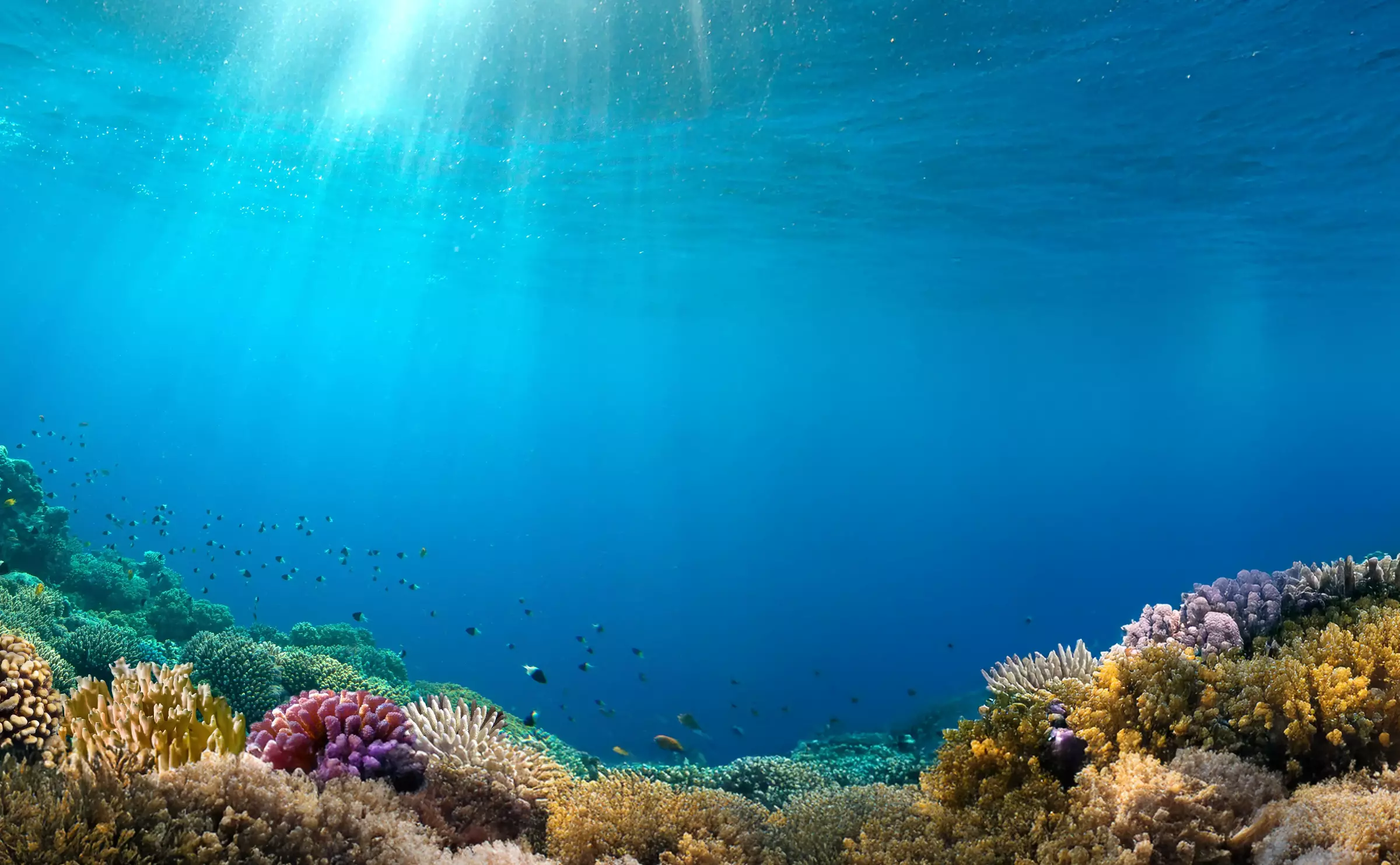 ocean